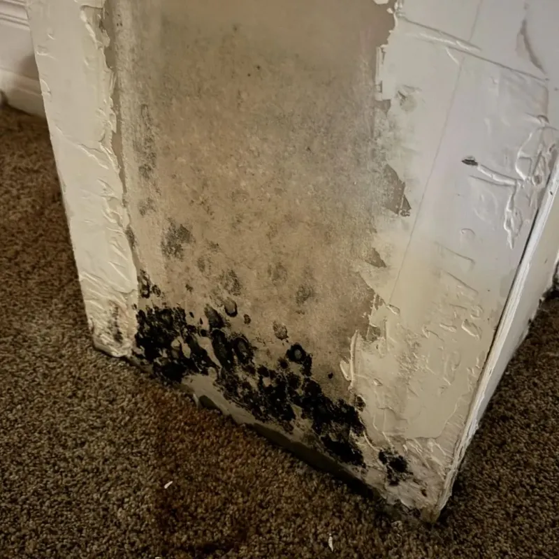 Professional Mold Removal in Meigs County, OH